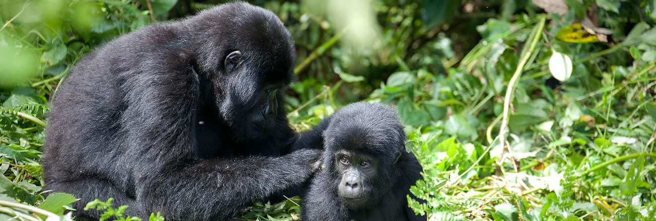 Go Gorilla Trekking Uganda Rwanda And Congo Safaris And Tours Free Nude Porn Photos