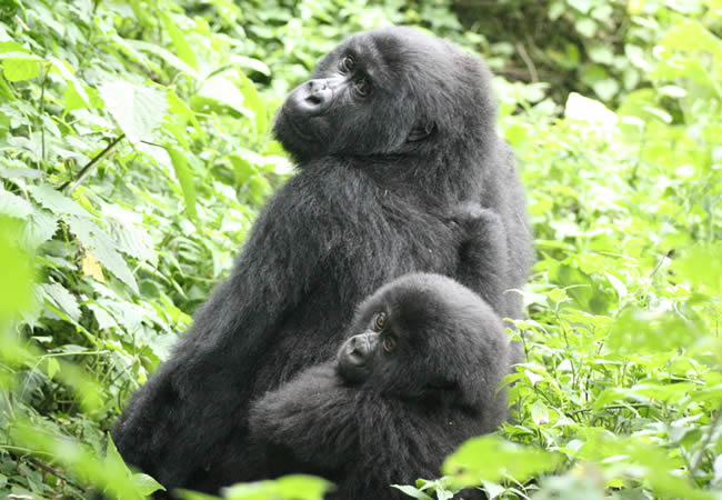 gorilla trek uganda tour